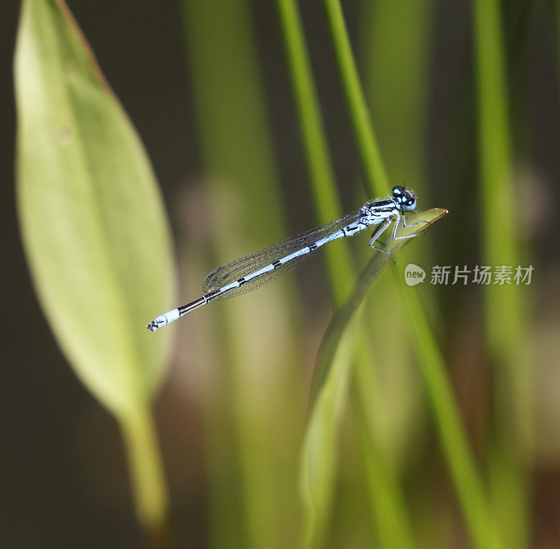 天蓝色(Coenagrion puella)雄性